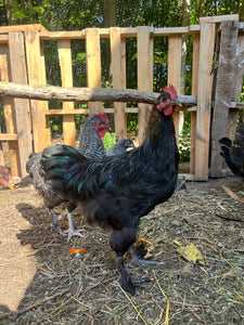 Coqs olive egger biologiques
