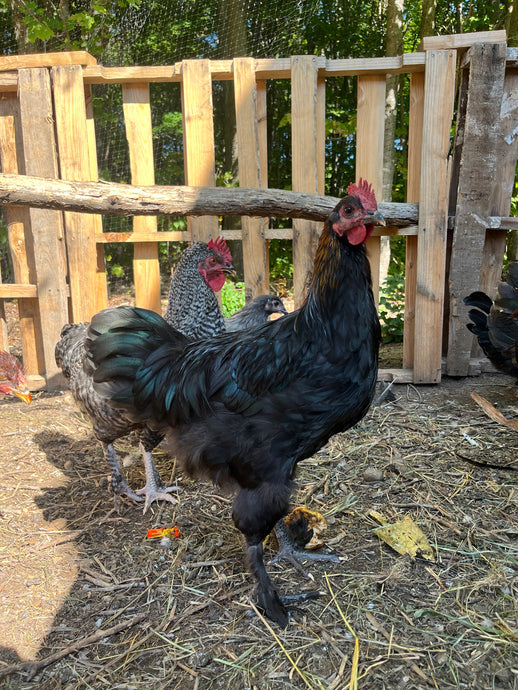 Coqs olive egger biologiques