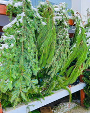 Branches de pin rouge