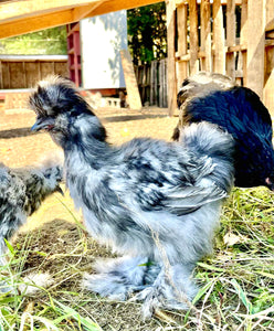 Coqs soyeux certifiés biologiques