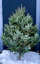 Sapins Beaumier semi-cultivés