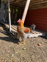Coqs olive egger biologiques