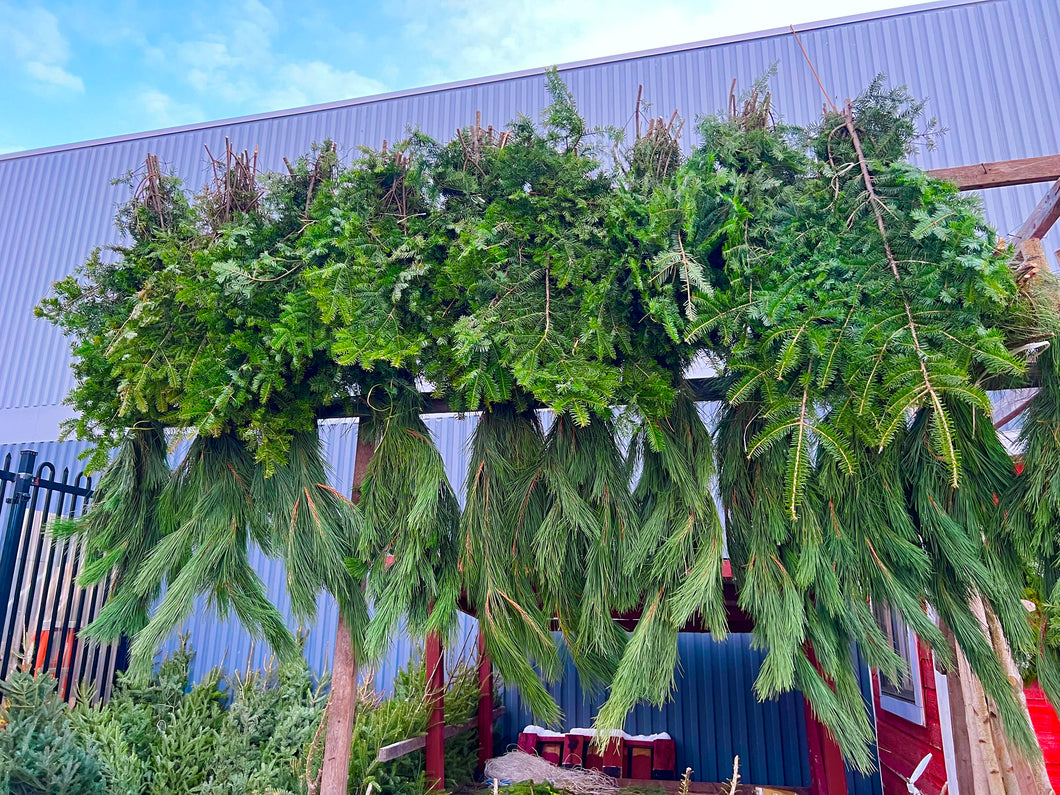 Branches de pin rouge