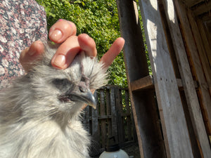 Coqs soyeux certifiés biologiques
