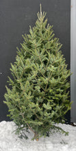 Sapins Beaumier premium