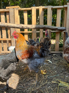 Coqs olive egger biologiques