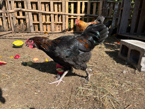 Coqs olive egger biologiques