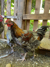 Coqs olive egger biologiques