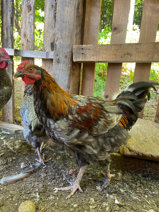 Coqs olive egger biologiques