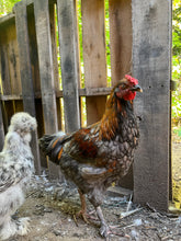 Coqs olive egger biologiques