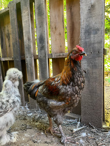 Coqs olive egger biologiques