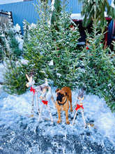 Sapins beaumier sauvageons