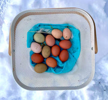 Œufs frais biologiques de couleurs