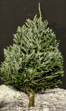 Sapins Fraser premium