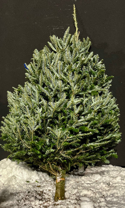 Sapins Fraser premium