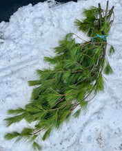 Branches de pin blanc