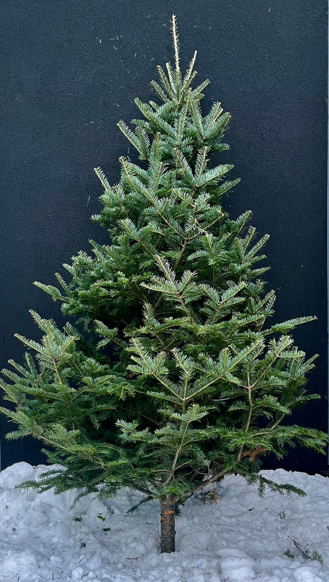 Sapins beaumier sauvageons