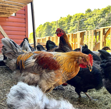 Coqs olive egger biologiques