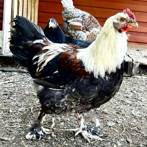 Coqs faverolle certifiés biologiques
